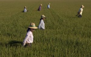 Siembra-de-25000-hectareas-de-arroz-en-Sevilla-en-junio.jpg